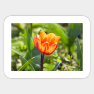 Orange Flower Sticker